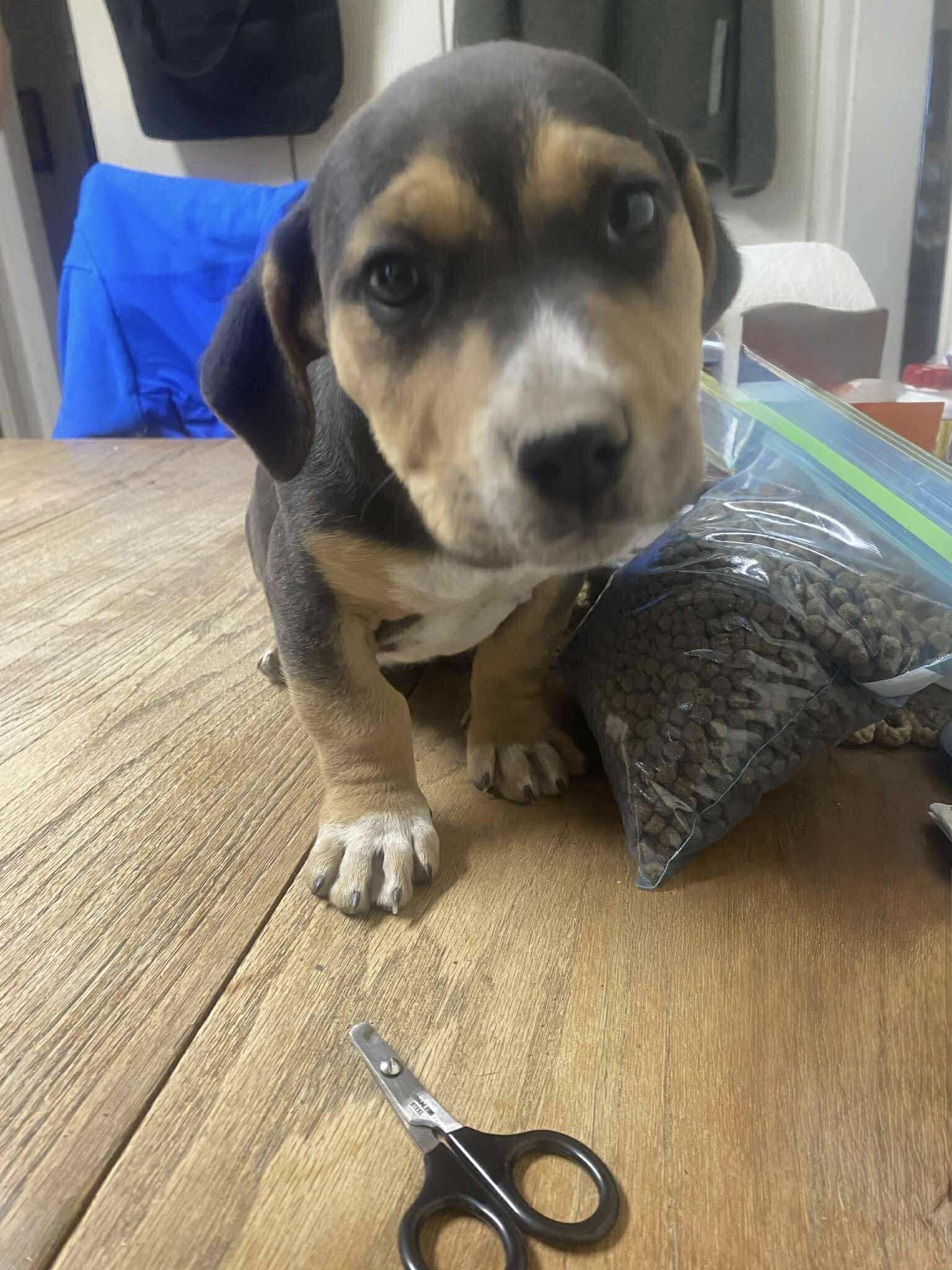 Enlarge Andre, a ADOPTABLE mixed breed in Uxbridge, MA image 1/1