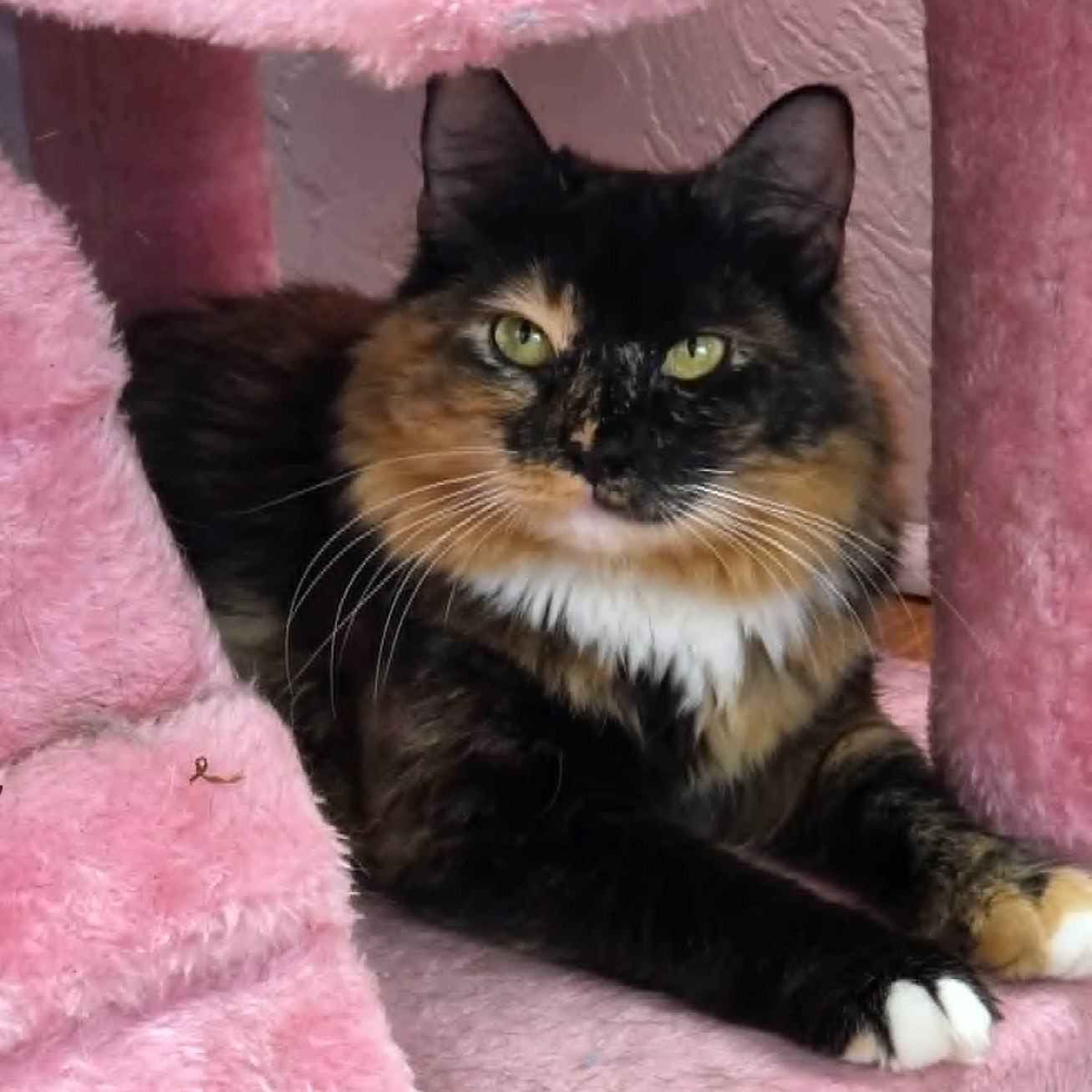 Claudia, adopted, Adult Female Domestic Long Hair & Calico.
