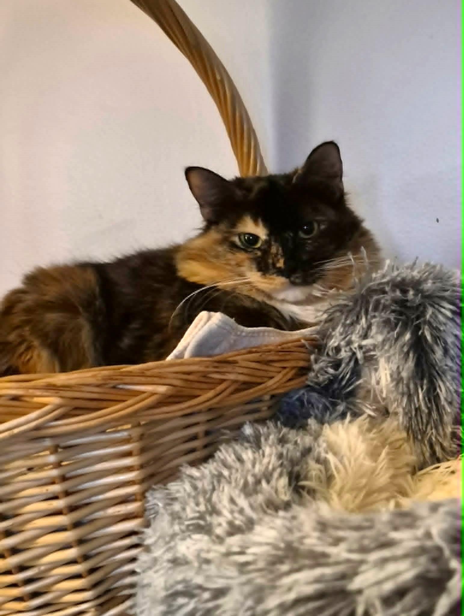 Claudia, an adopted mixed breed in Greensburg, PA image 4/5