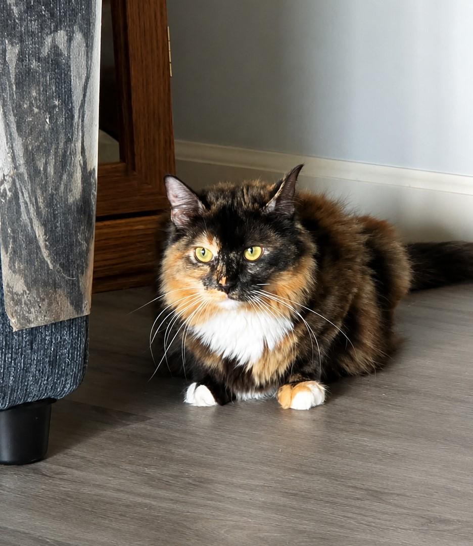 Claudia, an adopted mixed breed in Greensburg, PA image 3/5