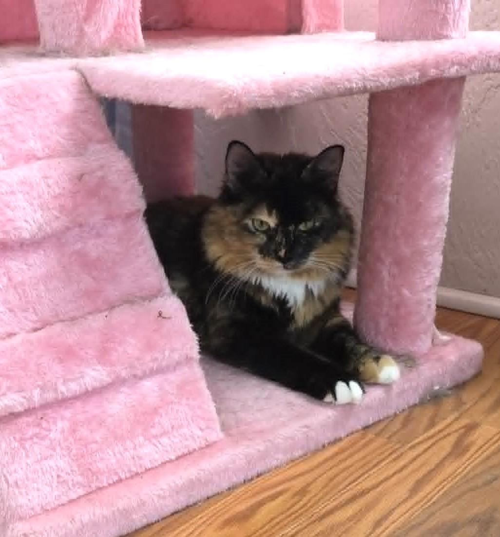 Claudia, an adopted mixed breed in Greensburg, PA image 2/5
