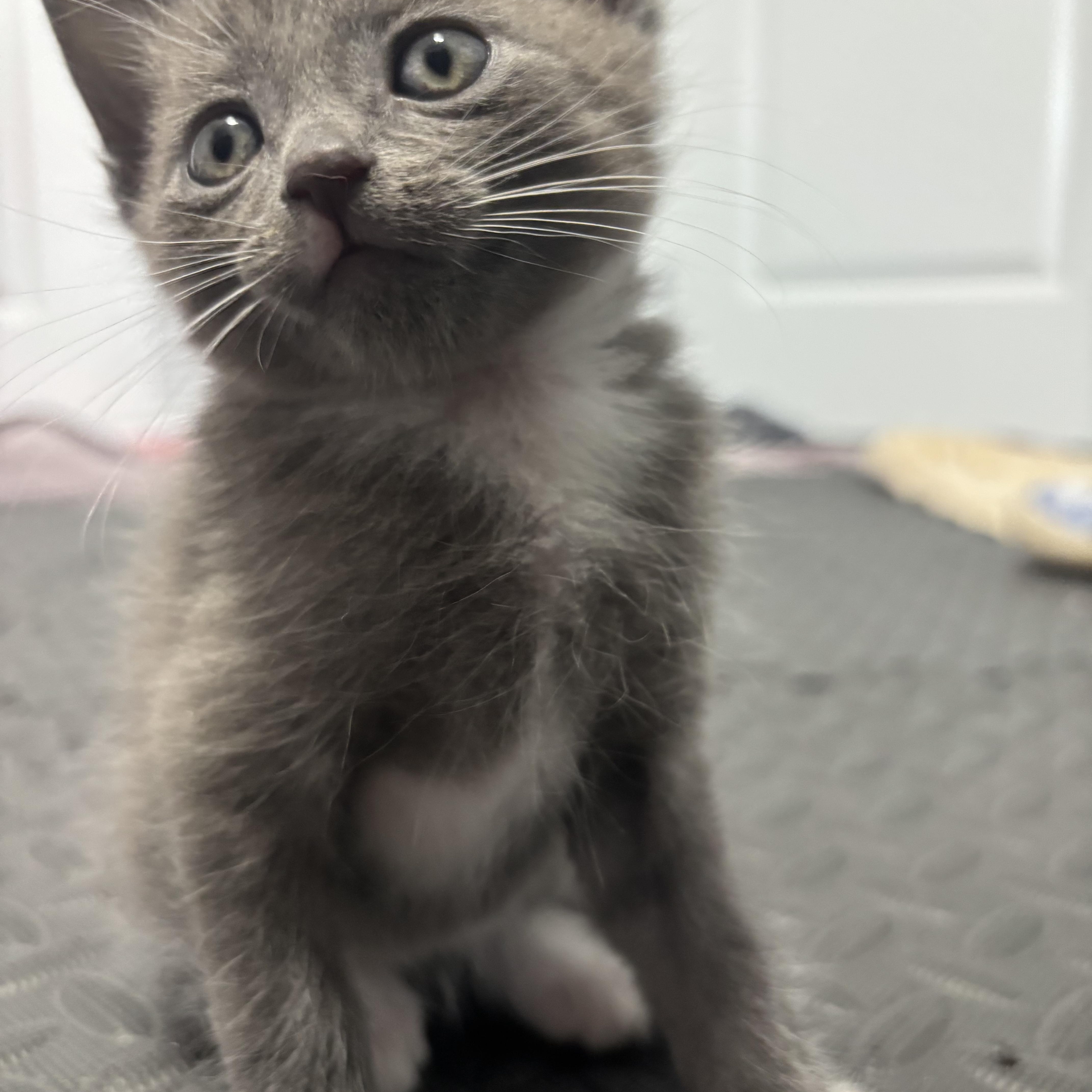 Enlarge Geronimo, a Adopted Domestic Short Hair in Calgary, AB image 1/4