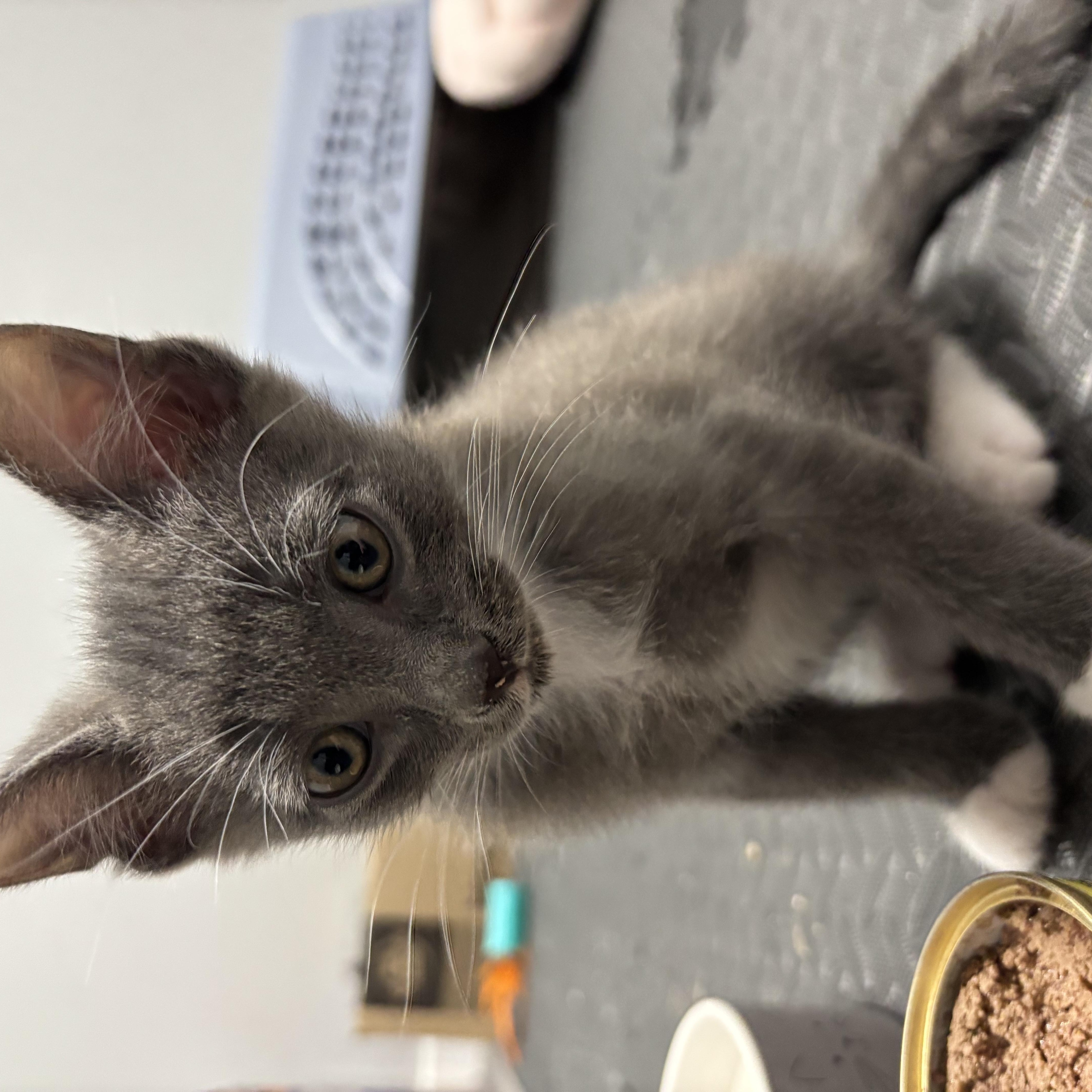 Enlarge Geronimo, a Adopted Domestic Short Hair in Calgary, AB image 4/4