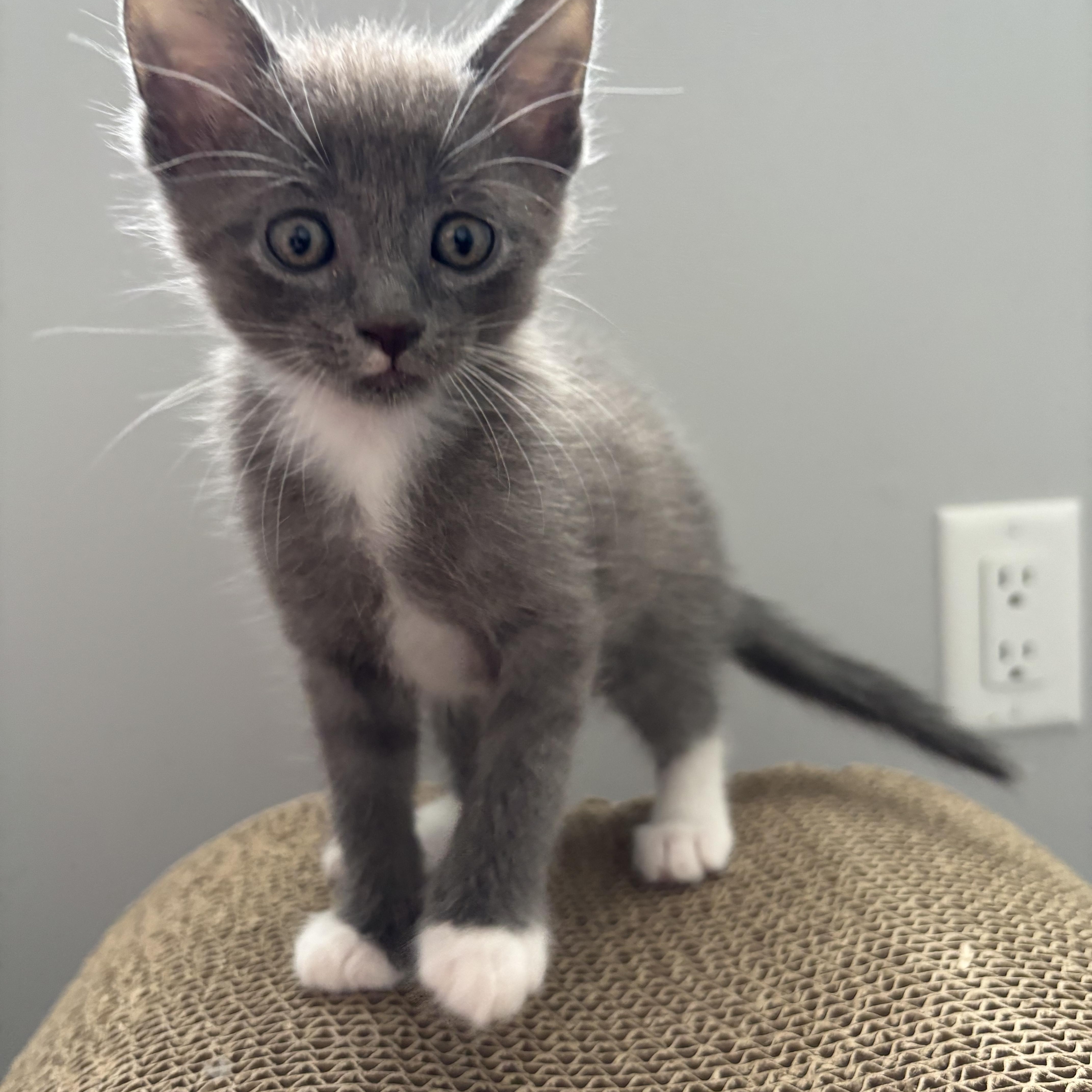Enlarge Geronimo, a Adopted Domestic Short Hair in Calgary, AB image 2/4