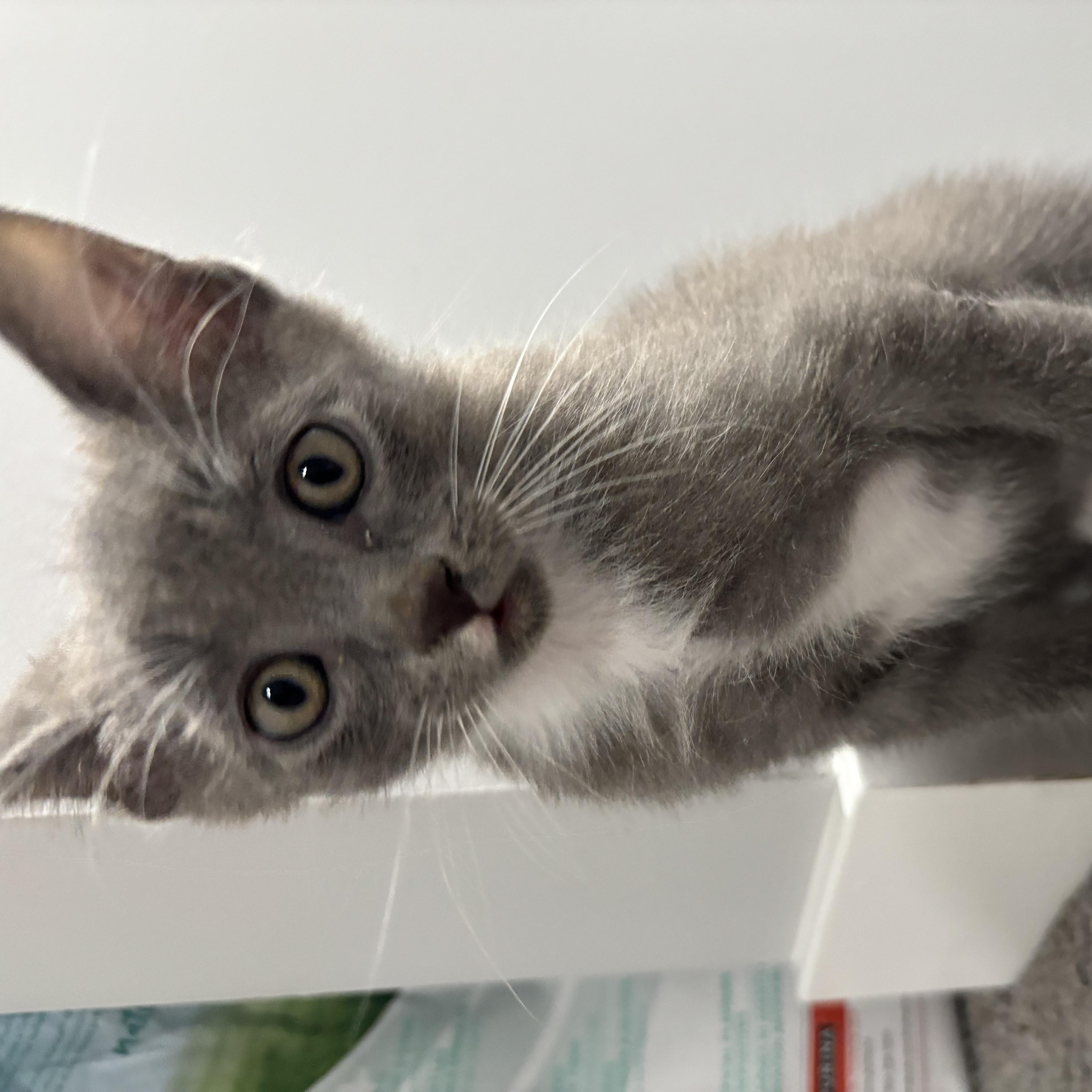 Enlarge Geronimo, a Adopted Domestic Short Hair in Calgary, AB image 3/4