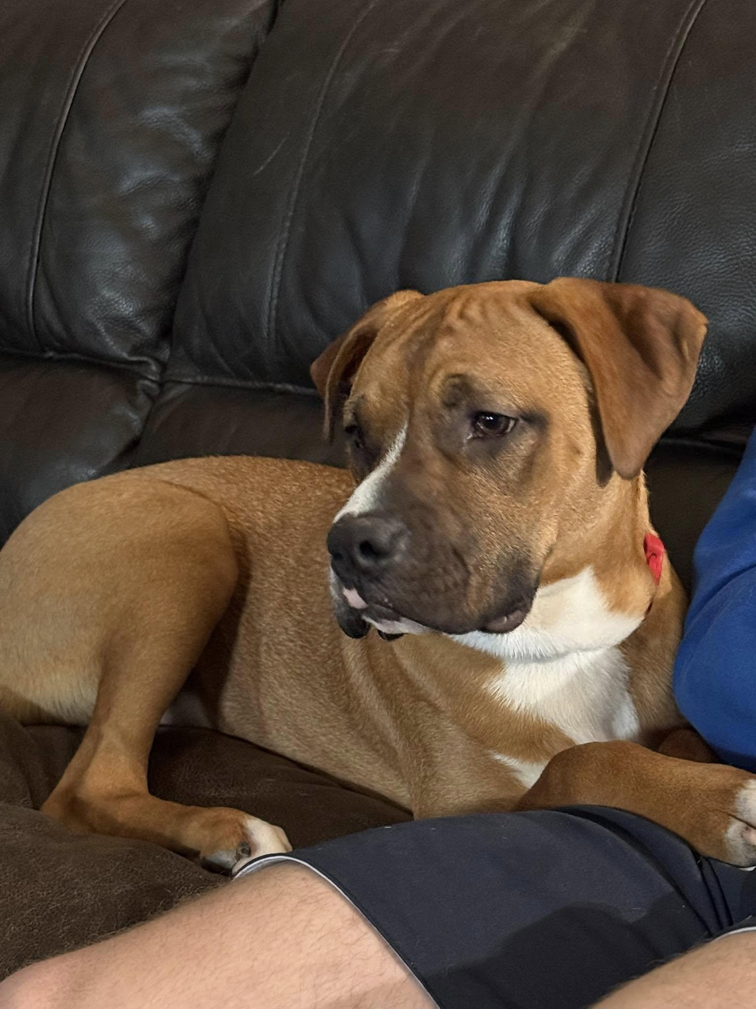 Peter 2024-1, a Adopted Boxer in Woodinville, WA image 1/3