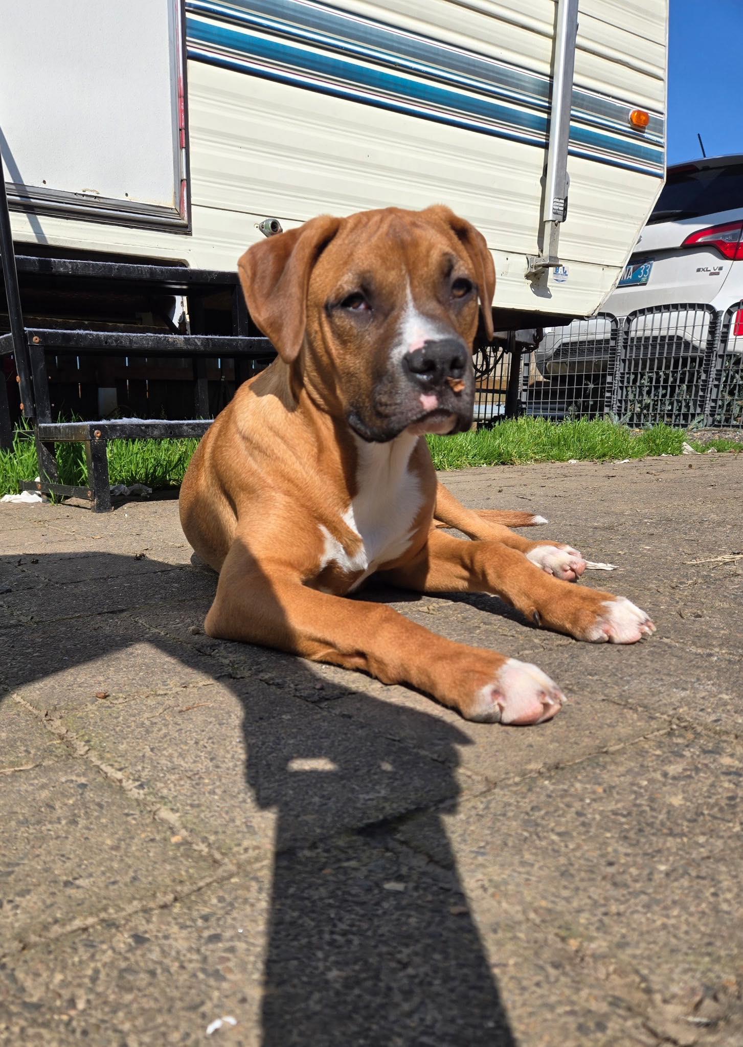 Peter 2024-1, a Adopted Boxer in Woodinville, WA image 3/3