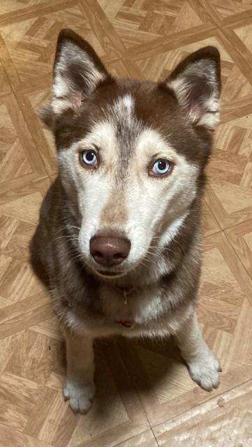 Wynter, a ADOPTABLE mixed breed in Tampa, FL image 1/2