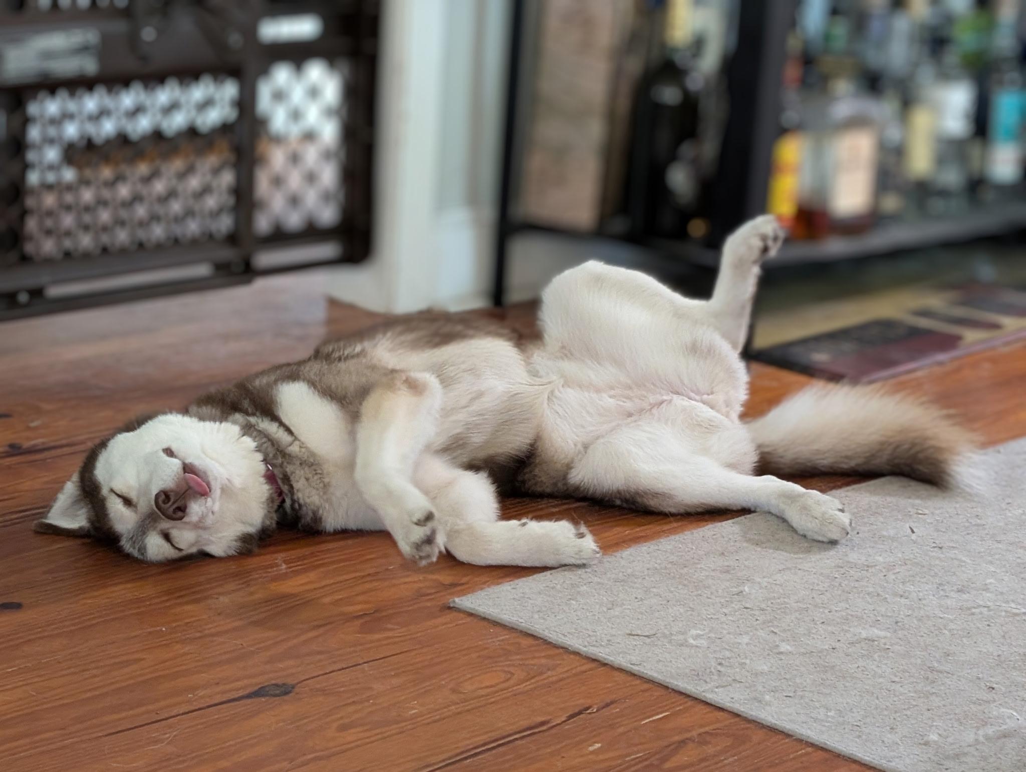 Enlarge Wynter, a ADOPTABLE mixed breed in Tampa, FL image 2/6