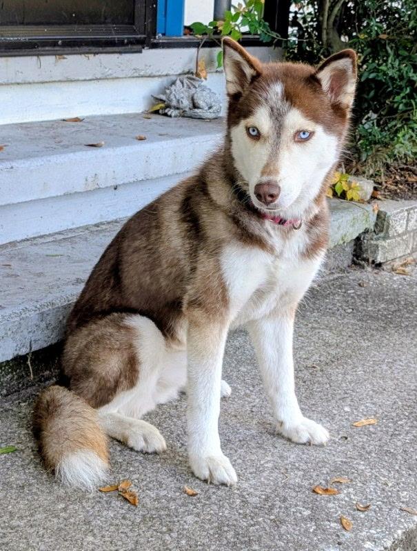 Enlarge Wynter, a ADOPTABLE mixed breed in Tampa, FL image 6/6