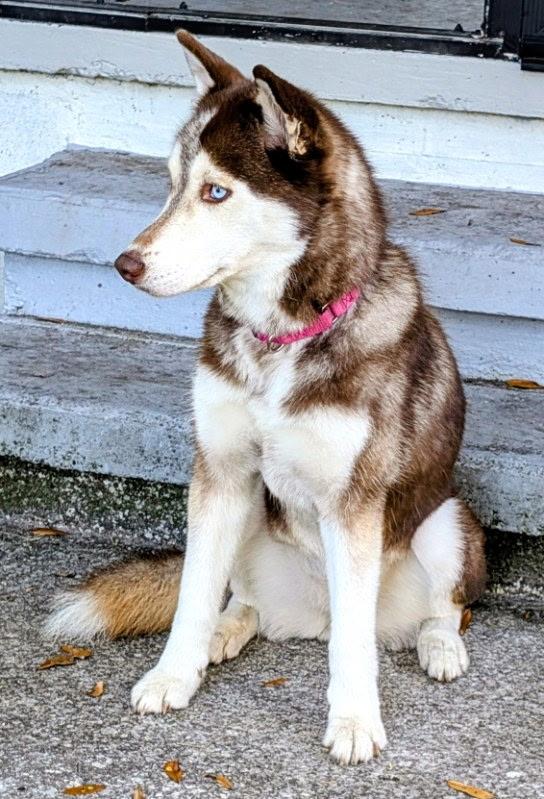 Enlarge Wynter, a ADOPTABLE mixed breed in Tampa, FL image 4/6