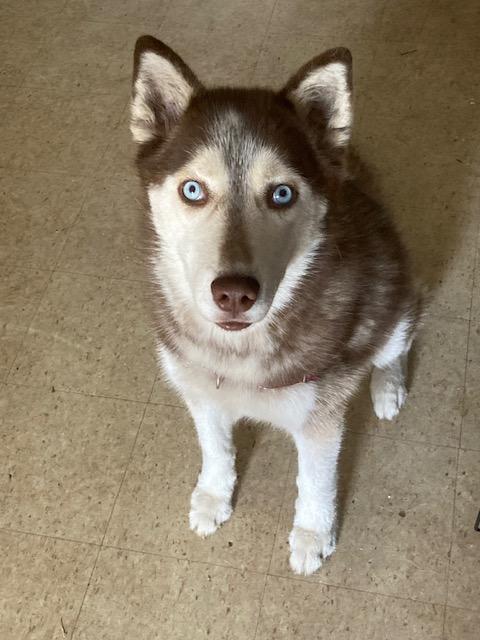 Wynter, ADOPTABLE, Adult Female Husky.