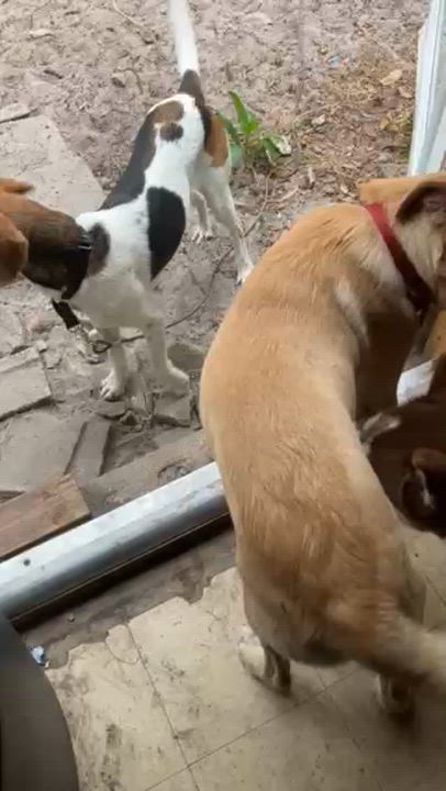 Enlarge Wynter, a ADOPTABLE mixed breed in Tampa, FL video 2/2