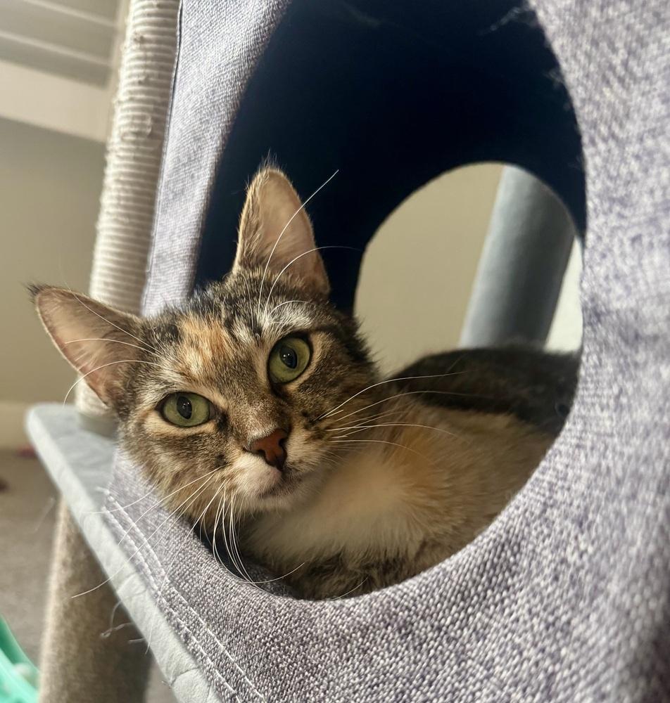 CiCi, a Adoptable mixed breed in Lafayette, CO image 2/6