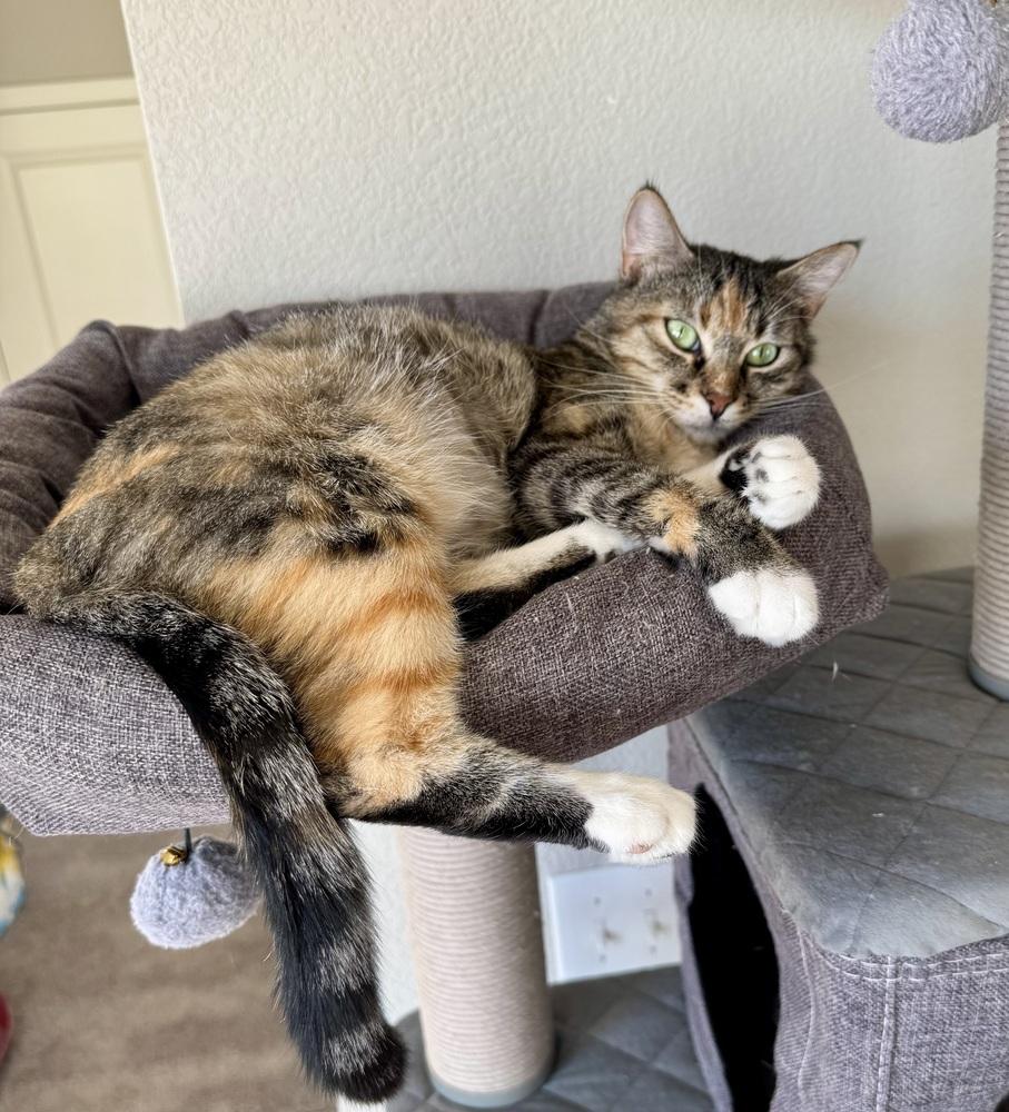 CiCi, a Adoptable mixed breed in Lafayette, CO image 3/6