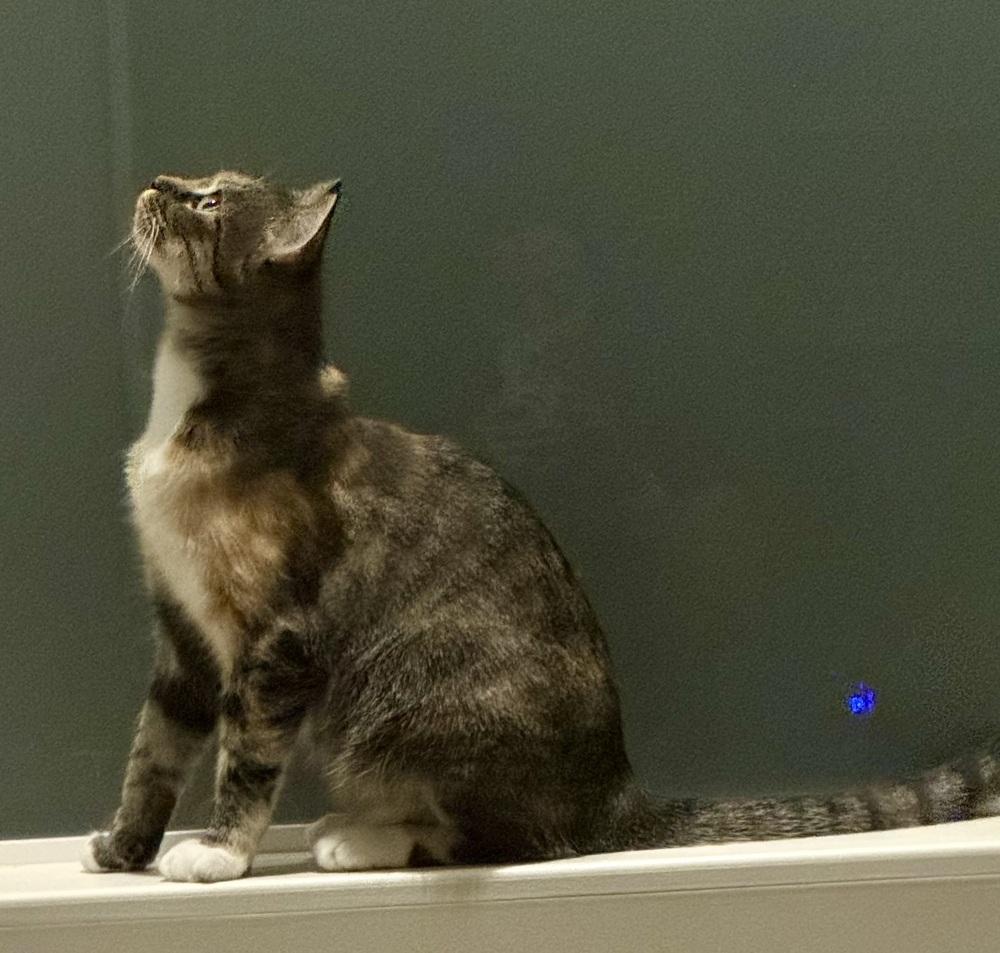 Enlarge CiCi, a Adoptable mixed breed in Lafayette, CO image 3/6