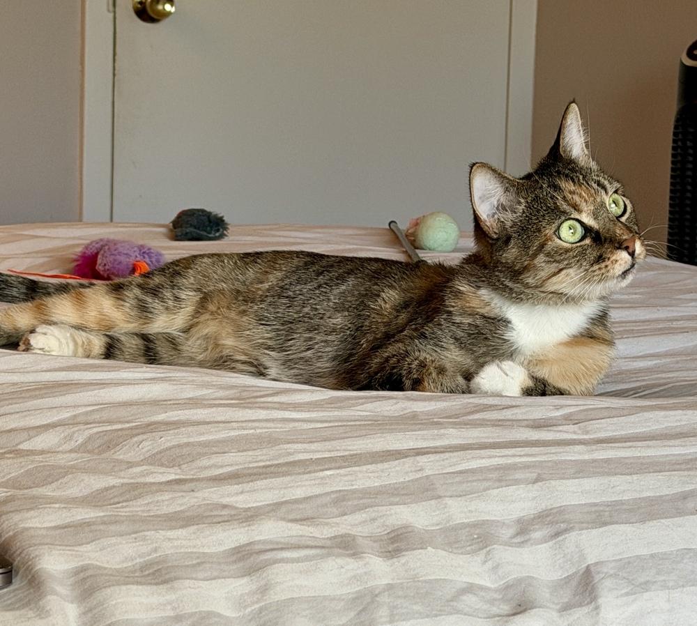 Enlarge CiCi, a Adoptable mixed breed in Lafayette, CO image 4/6