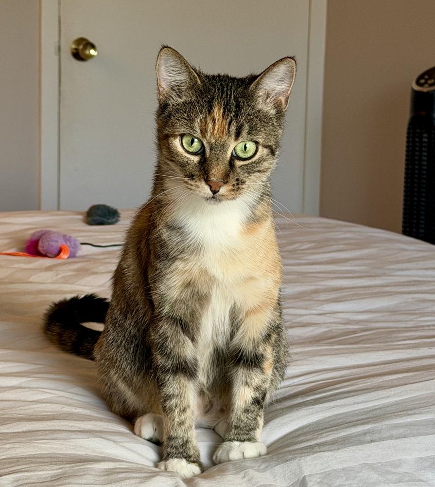 Enlarge CiCi, a Adoptable mixed breed in Lafayette, CO image 5/6