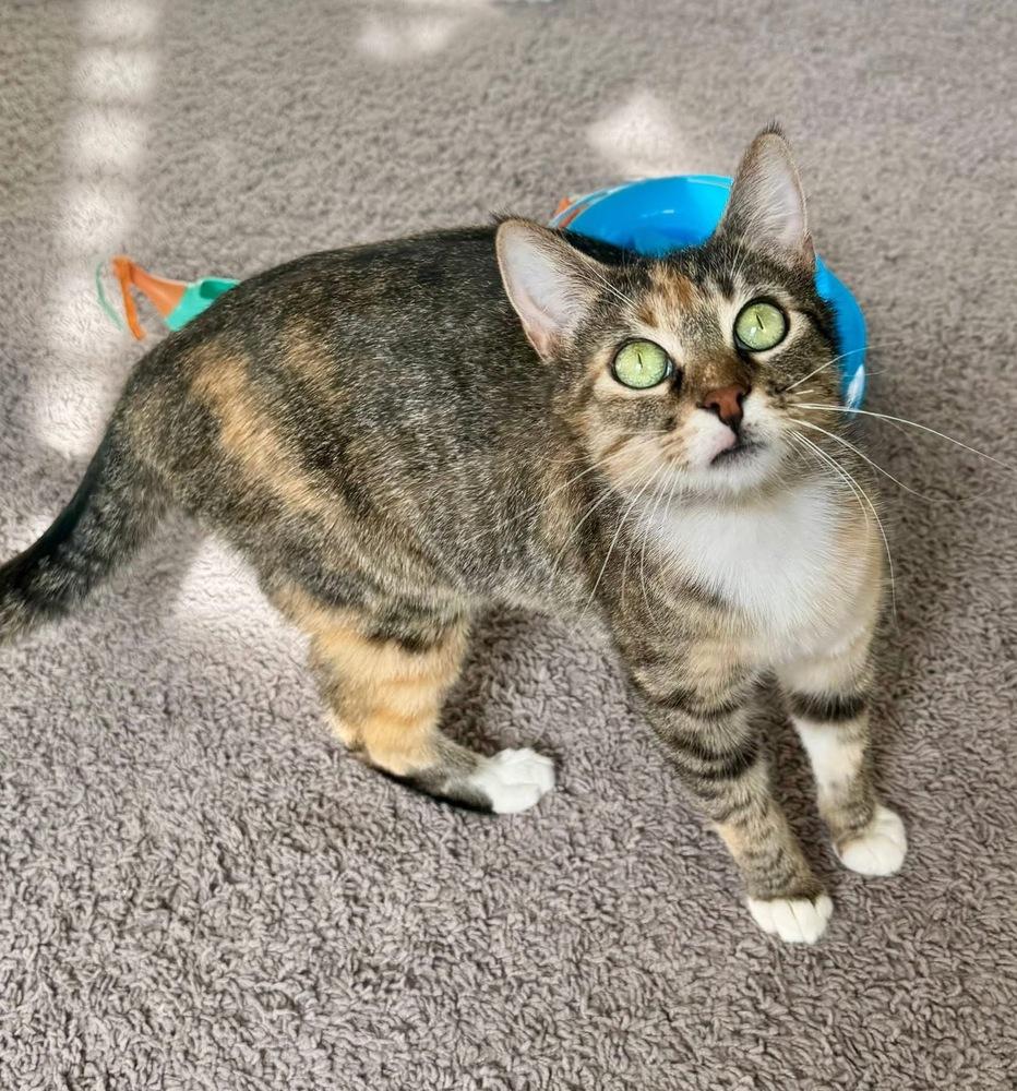 CiCi, a Adoptable mixed breed in Lafayette, CO image 6/6