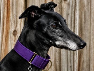 Enlarge Chloe, a ADOPTABLE Greyhound in Dallas, TX image 1/2