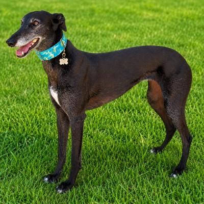 Enlarge Chloe, a ADOPTABLE Greyhound in Dallas, TX image 2/2