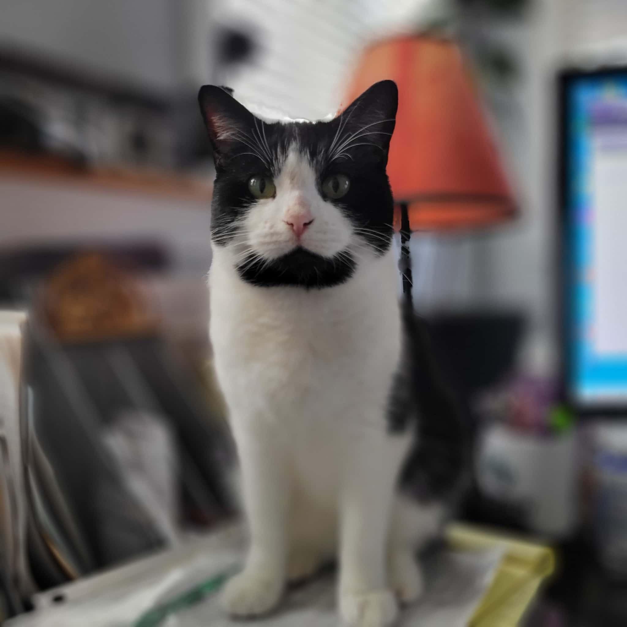 Pearl, ADOPTABLE, Young Female Domestic Short Hair.