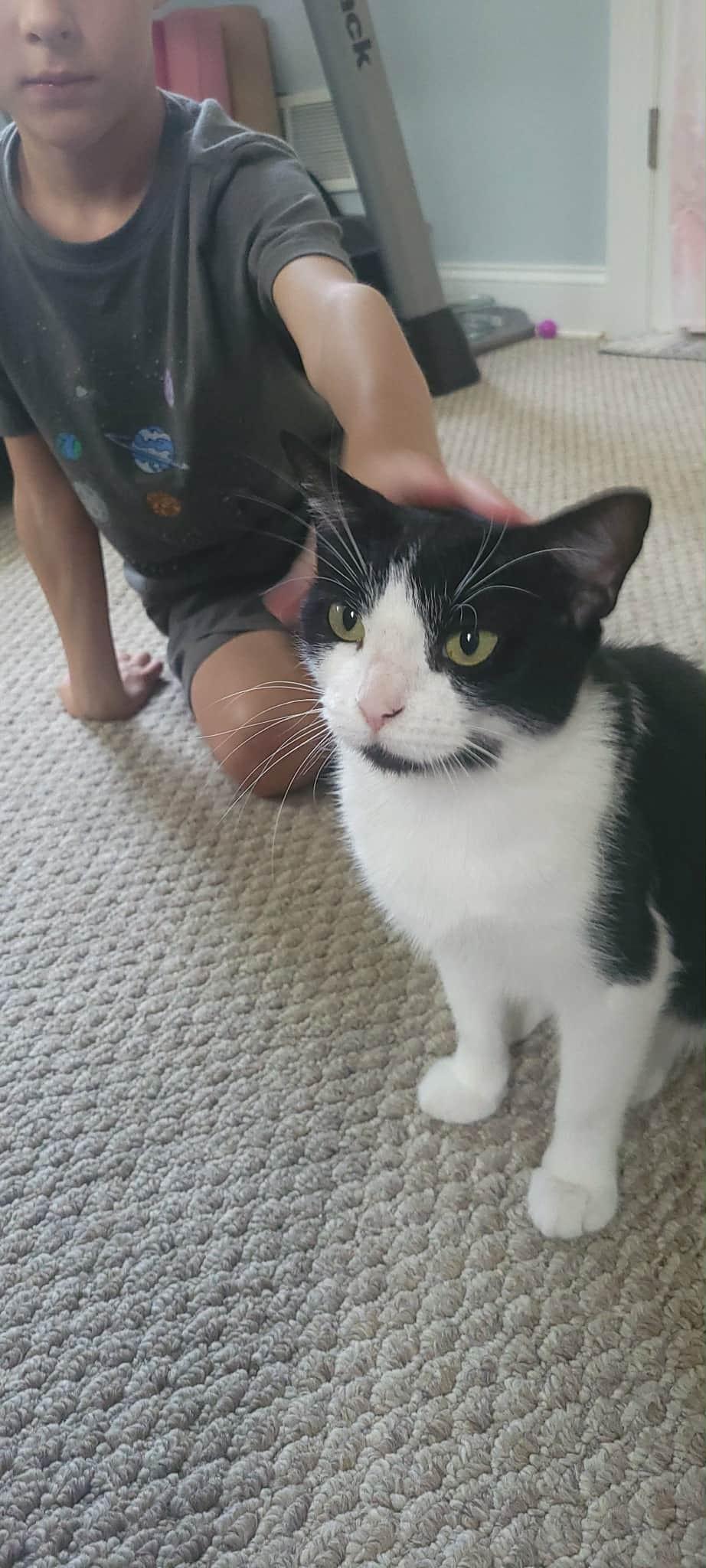 Enlarge Pearl, a ADOPTABLE Domestic Short Hair in Crown Point, IN image 2/4