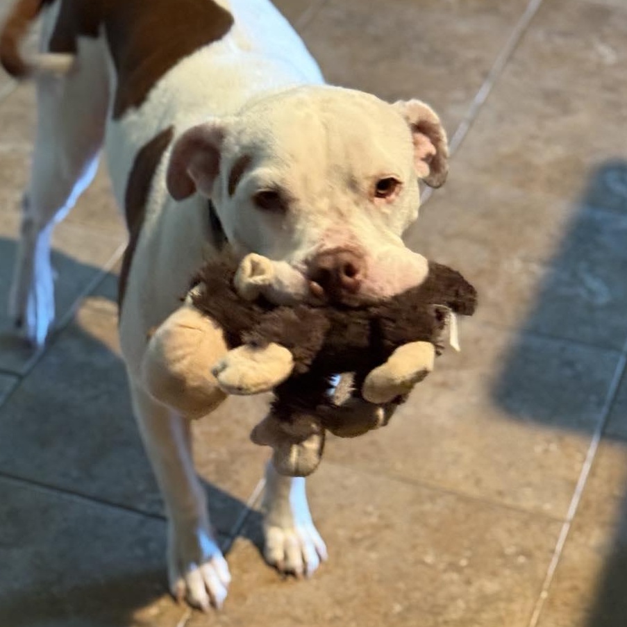 Chido — thumbnail 4