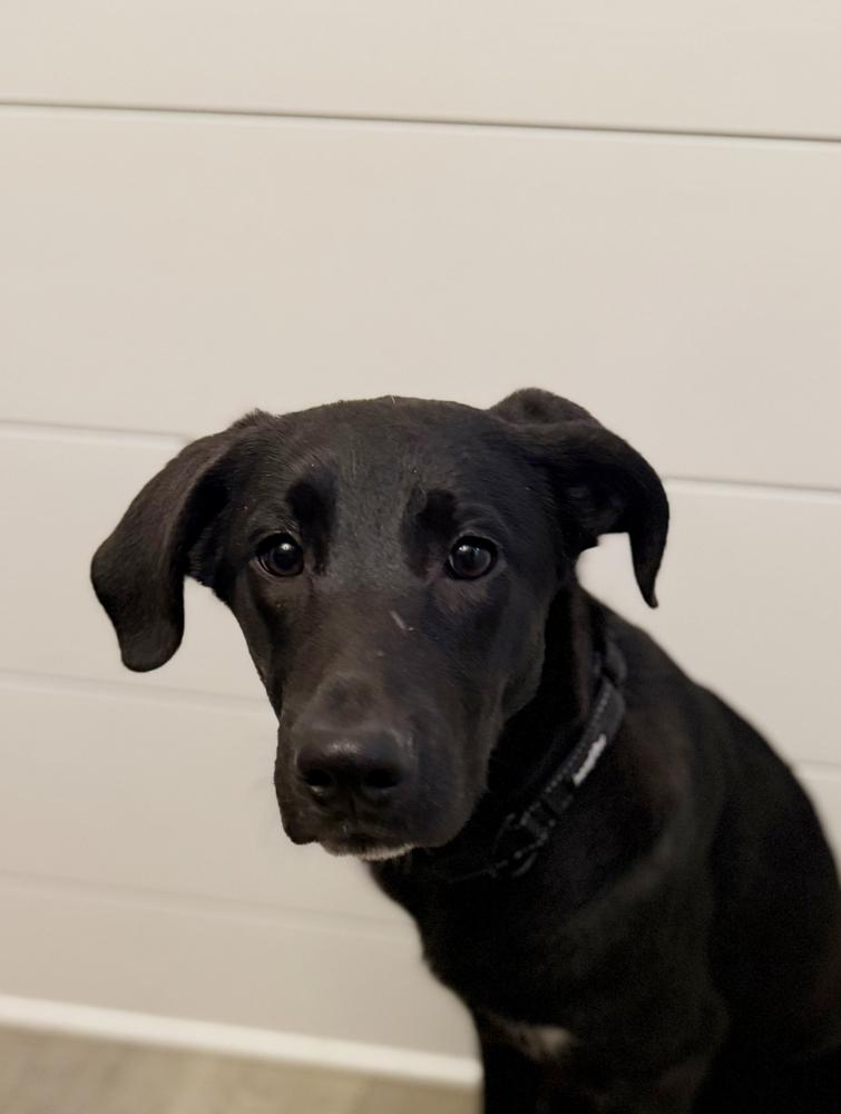 Onyx, a Adoptable mixed breed in Willingboro, NJ image 3/6