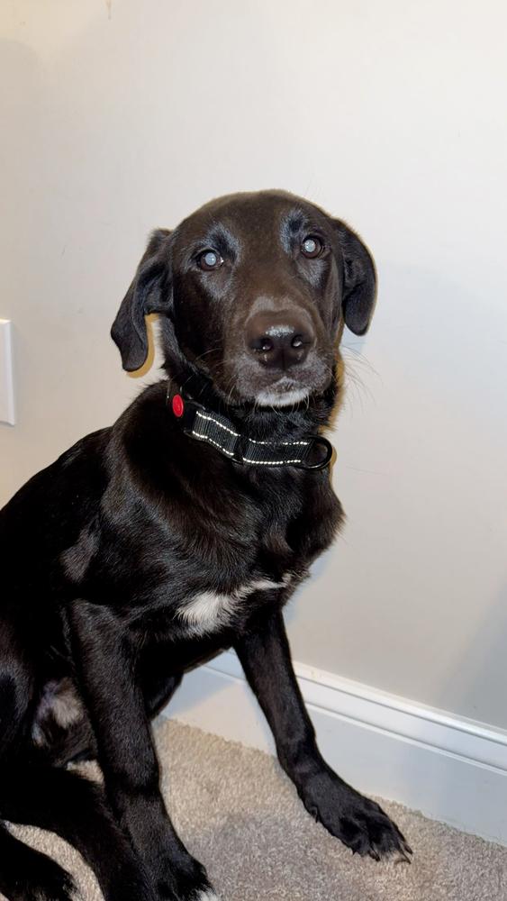 Onyx, a Adoptable mixed breed in Willingboro, NJ image 5/6