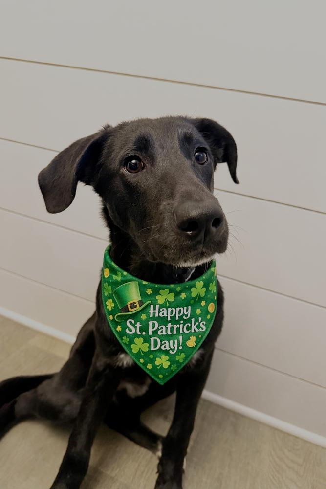 Onyx, a Adoptable mixed breed in Willingboro, NJ image 6/6