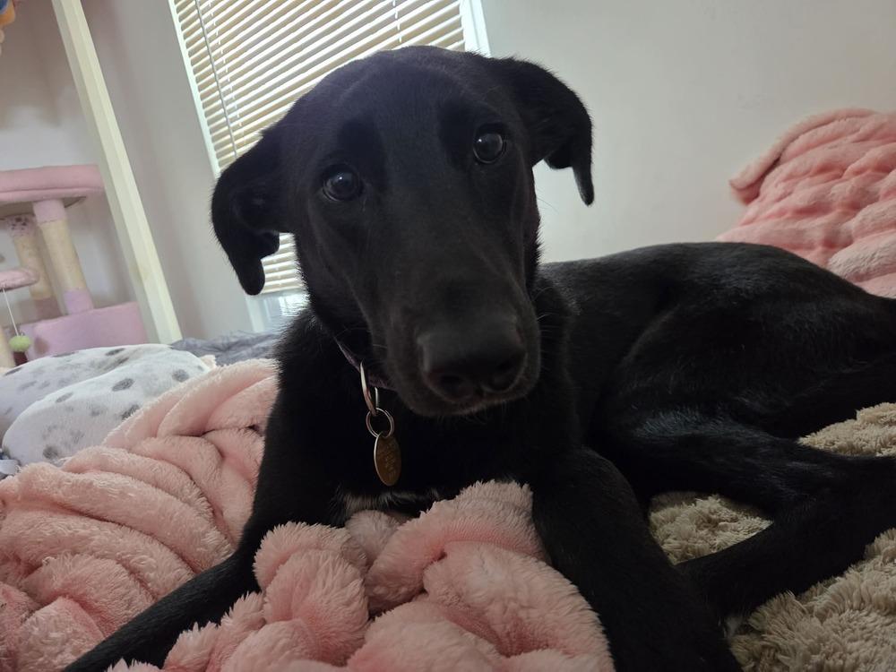 Enlarge Onyx, a Adoptable mixed breed in Willingboro, NJ image 6/6
