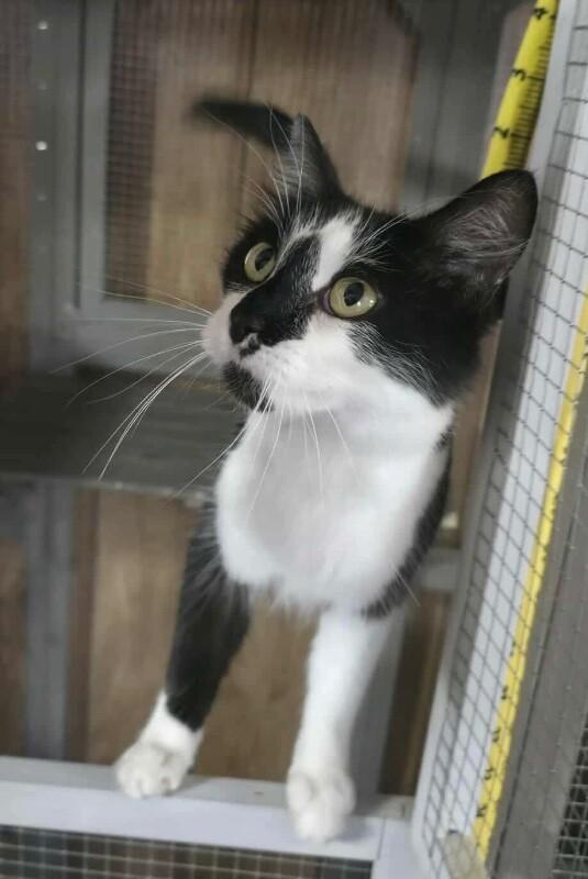 Enlarge Gamora, a Adoptable Domestic Long Hair in Grand Rapids, MI image 1/1