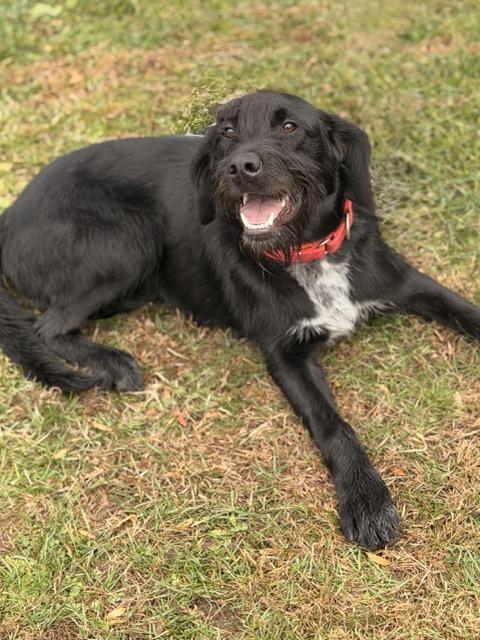 Pollyanna, Adoptable, Puppy Female Black Labrador Retriever & Poodle.