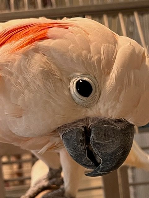 Kemi, Adoptable, Adult Female Cockatoo.