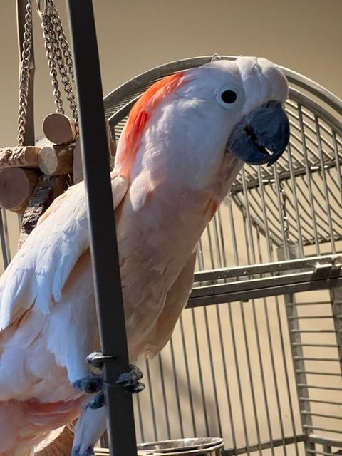 Kemi, a Adoptable Cockatoo in North Babylon, NY image 2/4