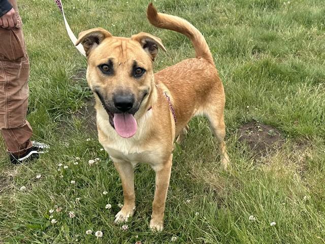 SCOOTER, Adoptable, Young Male Labrador Retriever & Mixed Breed.