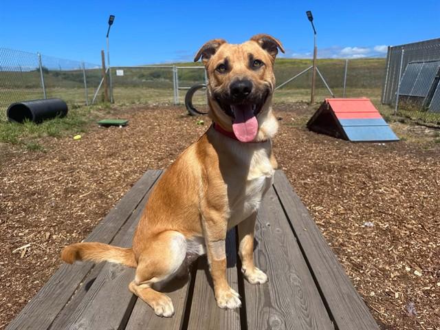SCOOTER, Adoptable, Young Male Labrador Retriever & Mixed Breed.