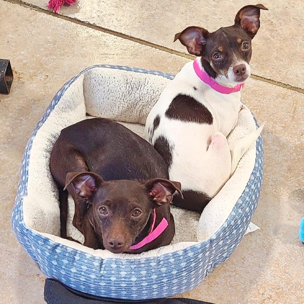 Enlarge Opalite, a Adoptable mixed breed in Flower Mound, TX image 1/5