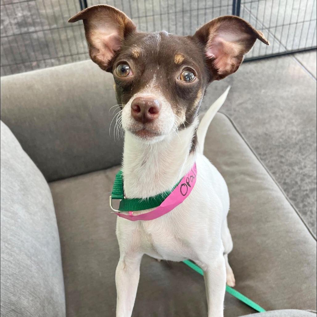 Enlarge Opalite, a Adoptable mixed breed in Flower Mound, TX image 2/5