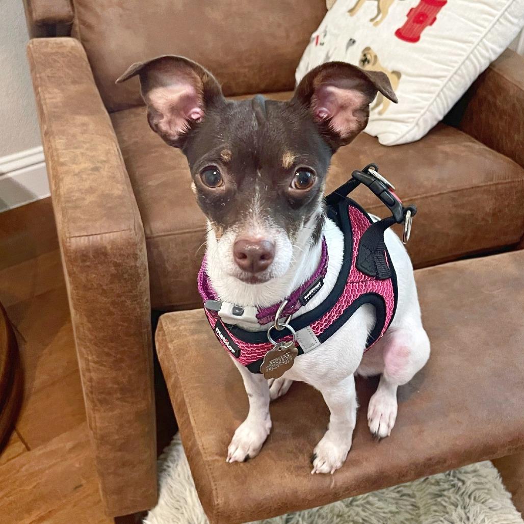 Enlarge Opalite, a Adoptable mixed breed in Flower Mound, TX image 3/5