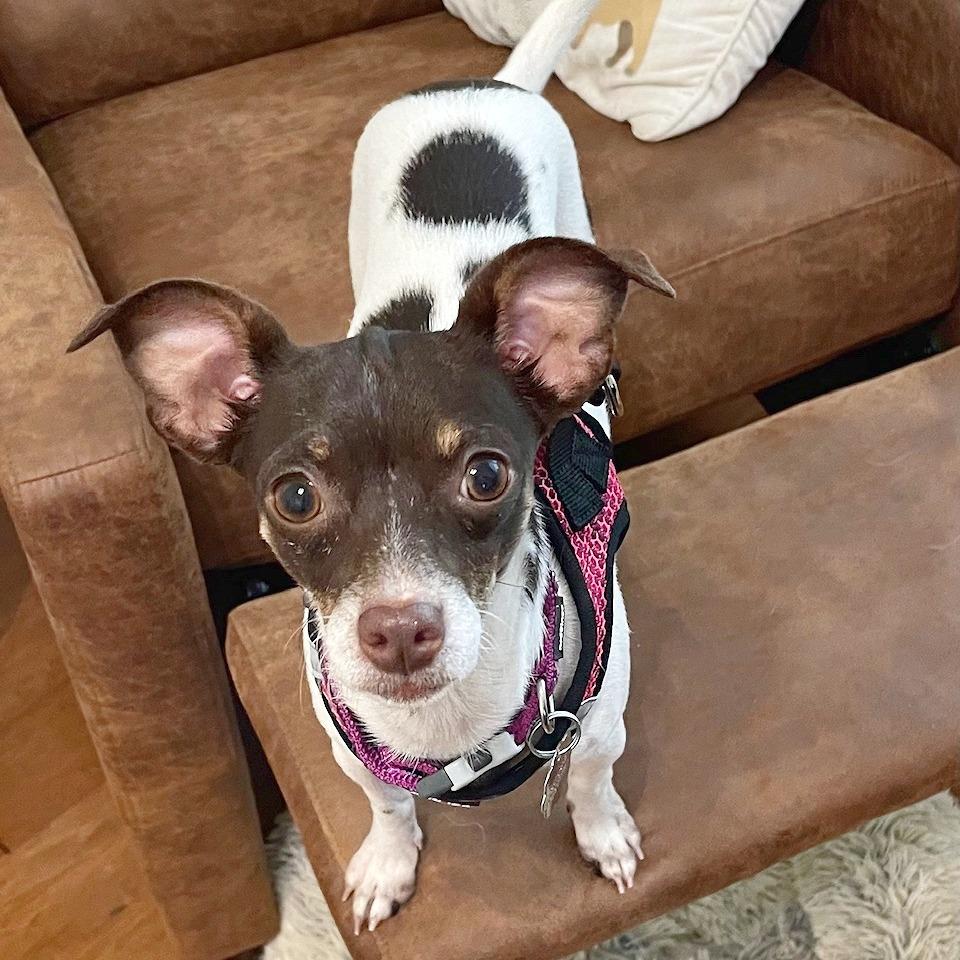 Enlarge Opalite, a Adoptable mixed breed in Flower Mound, TX image 5/5