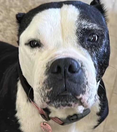 Julia, Adopted, Adult Female American Bulldog & Boxer.
