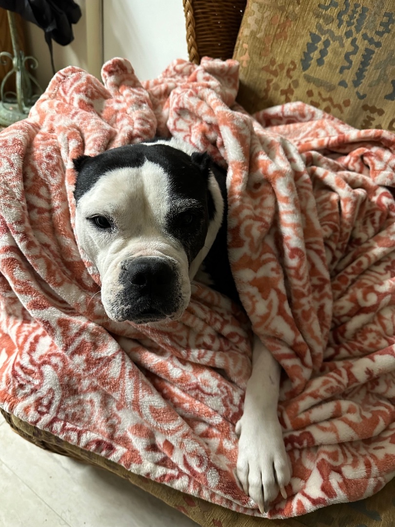 Enlarge Julia, a Adopted mixed breed in Mansfield, TX image 2/5