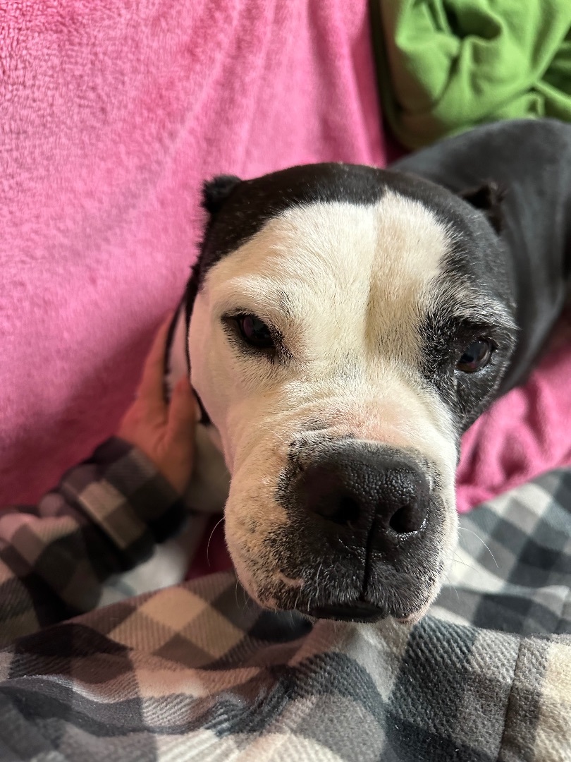 Enlarge Julia, a Adopted mixed breed in Mansfield, TX image 3/5