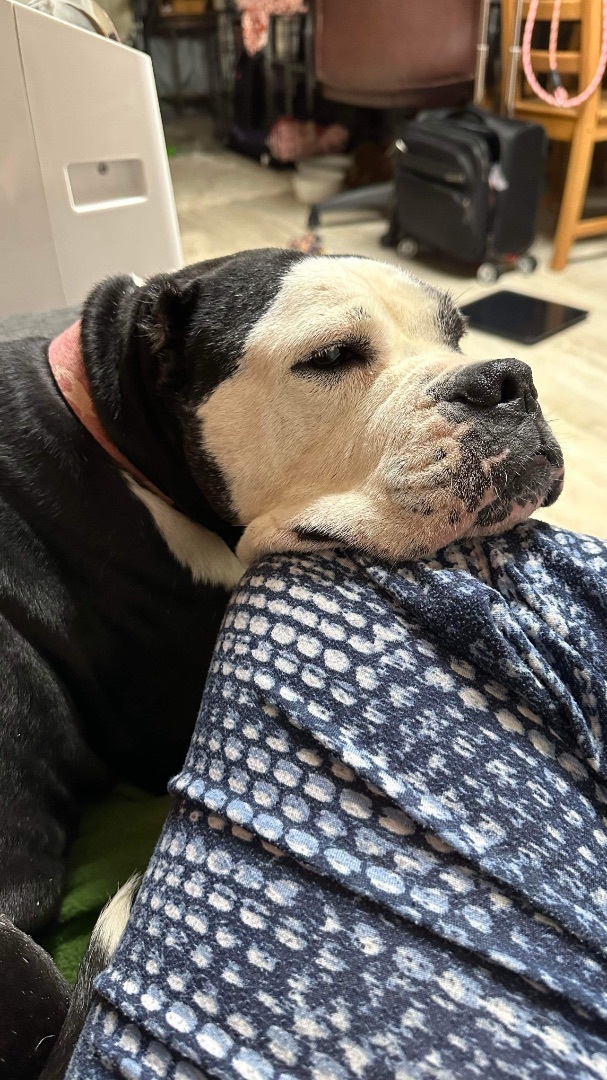 Enlarge Julia, a Adopted mixed breed in Mansfield, TX image 4/5