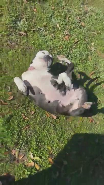 Enlarge Julia, a Adopted mixed breed in Mansfield, TX video 5/5