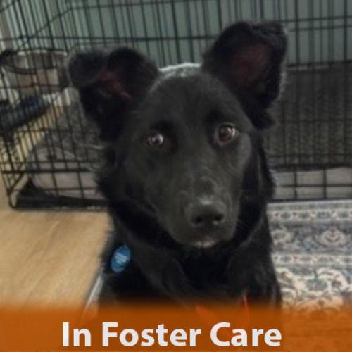 Enlarge Erin, a Adoptable mixed breed in Burlingame, CA image 1/3