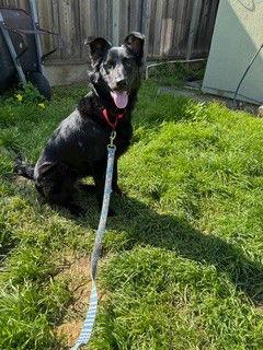 Enlarge Erin, a Adoptable mixed breed in Burlingame, CA image 2/3