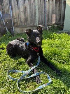 Enlarge Erin, a Adoptable mixed breed in Burlingame, CA image 3/3